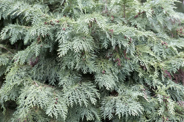 Selvi tohumları — Stok fotoğraf