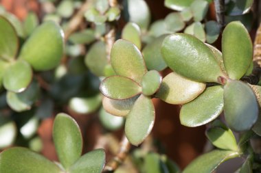 Krasula veya Moneytree