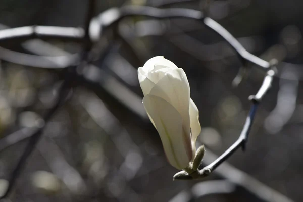 Magnolia blanc fleurit — Photo