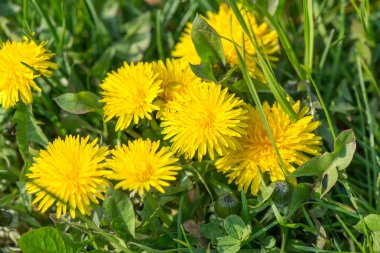 Sarı dandelions