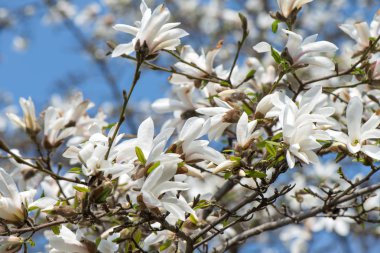 Beyaz Manolya çiçeği