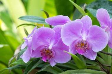 Purple orchid clipart