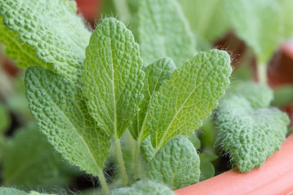 Clary Sage — Stock Photo, Image