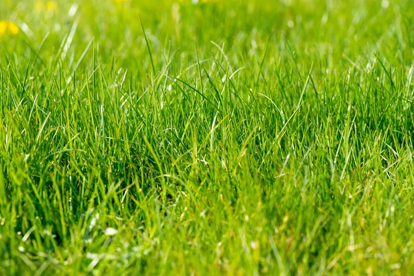 Fresh grass — Stock Photo, Image