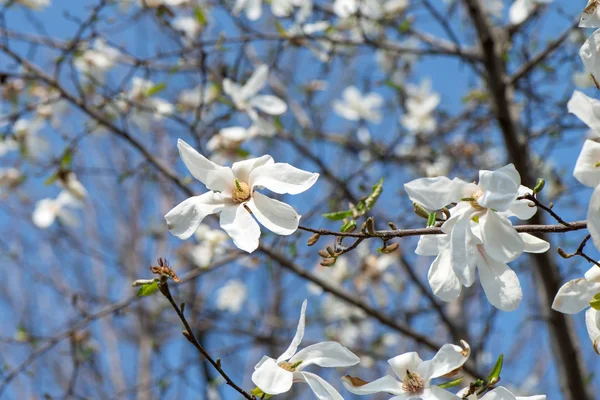 Květy bílá magnolia — Stock fotografie