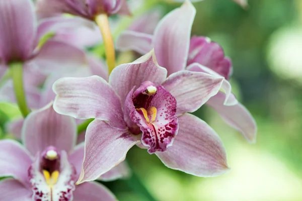 Orquídea púrpura —  Fotos de Stock