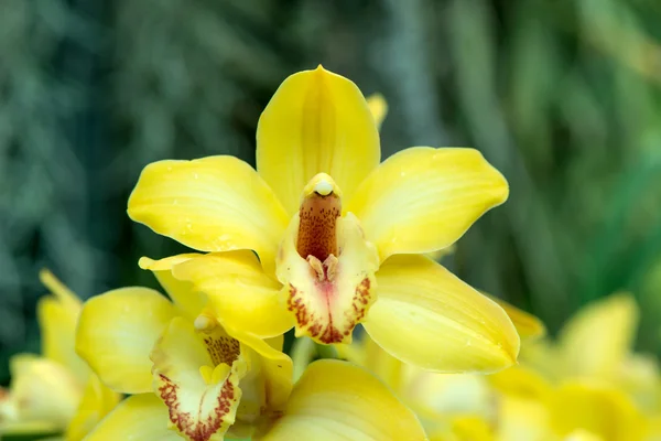 Yellow Orchid — Stock Photo, Image