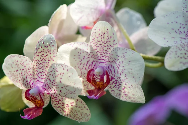 Purple orchid — Stock Photo, Image