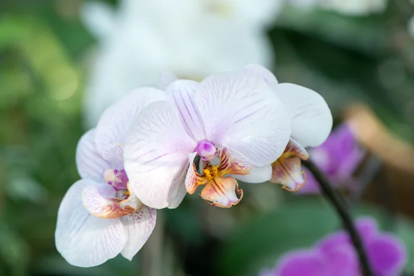 Purple orchid — Stock Photo, Image