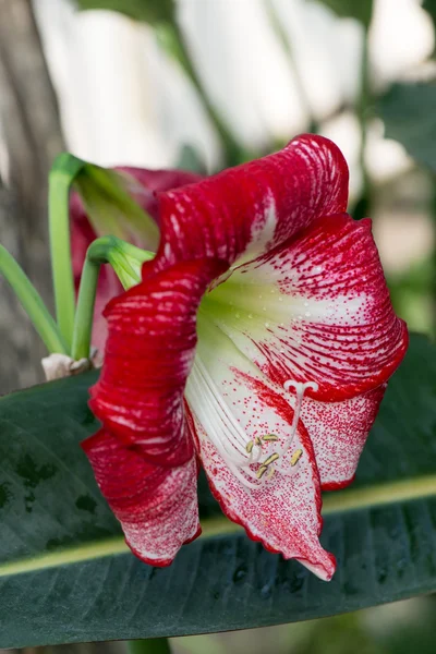 Eksoottinen trooppinen kukka — kuvapankkivalokuva