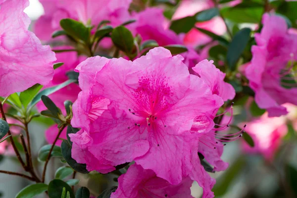 Pink azalea — Stock Photo, Image