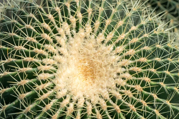 Round spiny cactus — Stock Photo, Image