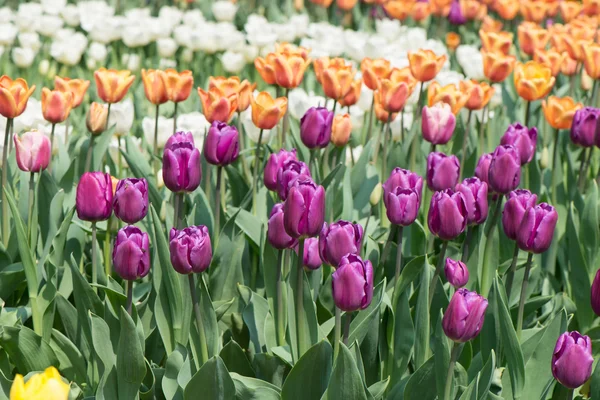 Tulips blossoms — Stock Photo, Image