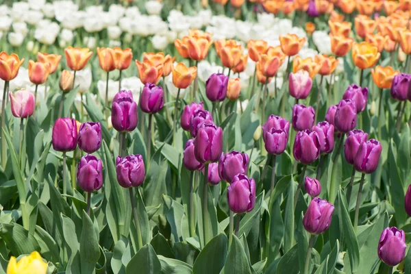 Tulpenblüten — Stockfoto