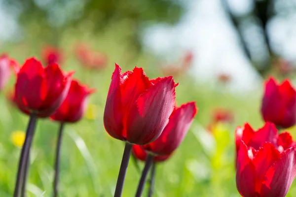 Květy tulipánů — Stock fotografie