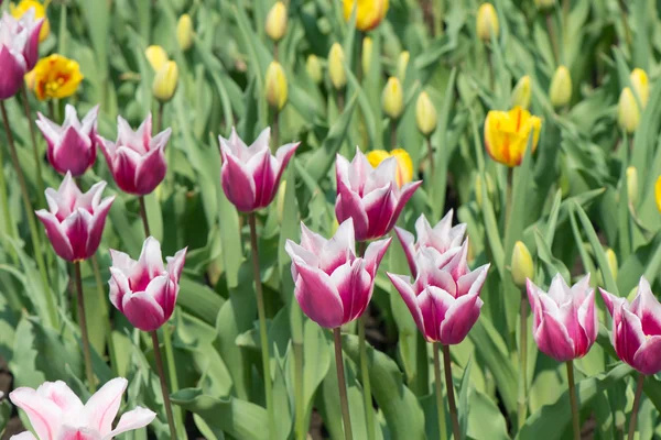 Tulips blossoms — Stock Photo, Image