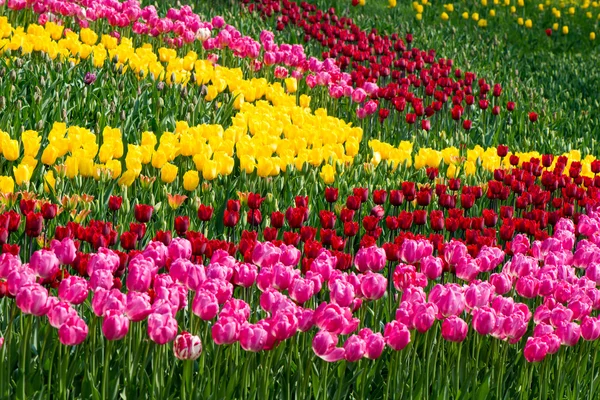 Fiori di tulipani — Foto Stock