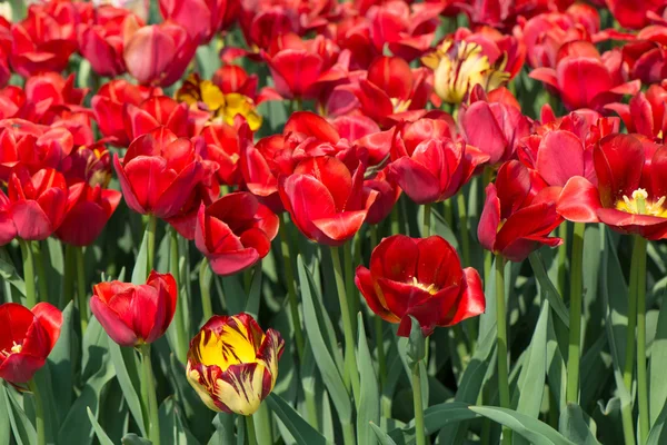 Flor das tulipas — Fotografia de Stock