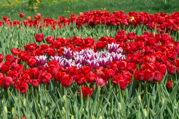 Tulpenblüten — Stockfoto