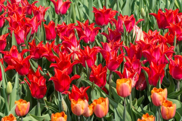 Tulpenblüten — Stockfoto