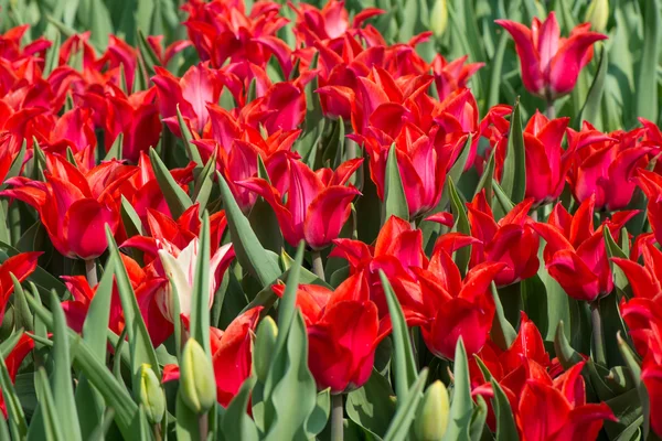 Tulips blossoms — Stock Photo, Image