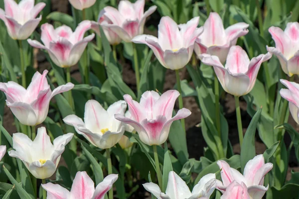 Flor das tulipas — Fotografia de Stock