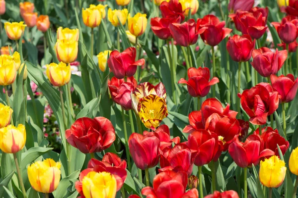 Tulips blossoms — Stock Photo, Image