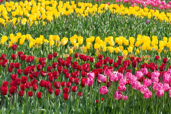 Tulpen blossoms Stockfoto