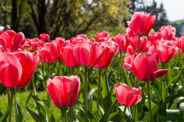 kırmızı lale çiçekleri