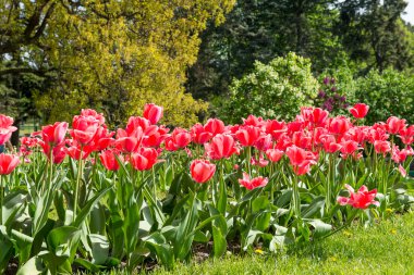 kırmızı lale çiçekleri