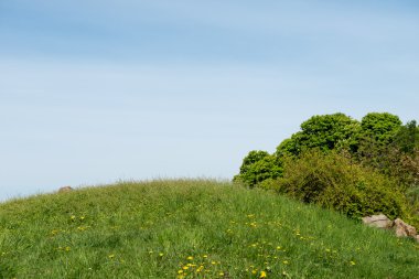 çiçek arka plan mavi gökyüzü ile