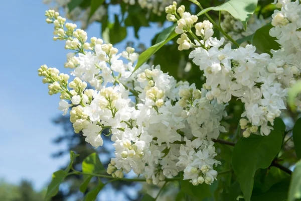 Lila blanca — Foto de Stock