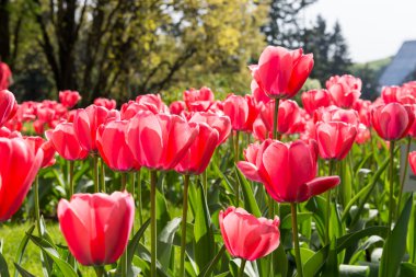 kırmızı lale çiçekleri