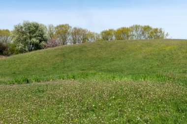 çiçek arka plan mavi gökyüzü ile