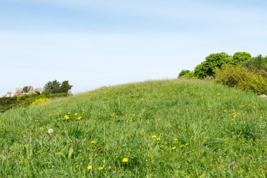 çiçek arka plan mavi gökyüzü ile