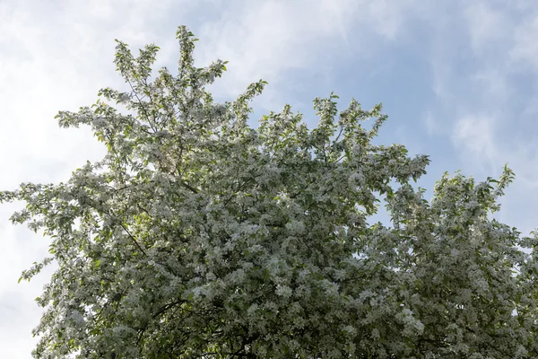 Pear blossoms — Stock Photo, Image