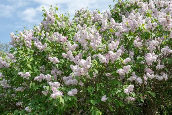 Lila bloemen — Stockfoto