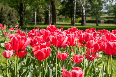 kırmızı lale çiçekleri