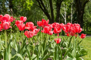 kırmızı lale çiçekleri