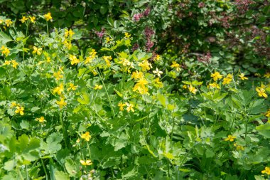 Kırlangıçotu kütükler