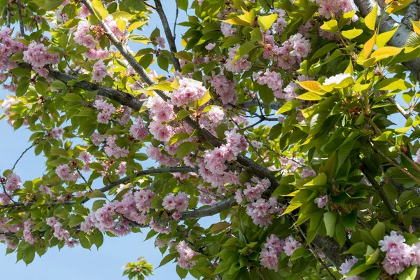 Floresce Sakura — Fotografia de Stock