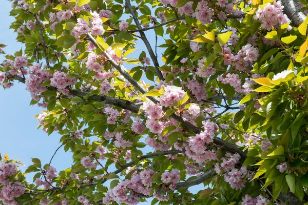 Sakura fleurit — Photo