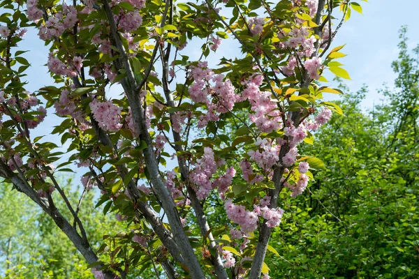 Sakura άνθη — Φωτογραφία Αρχείου