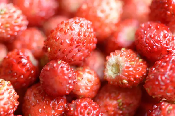 Waldbeeren — Stockfoto