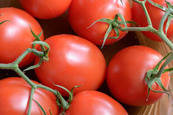 Tomates vermelhos maduros — Fotografia de Stock