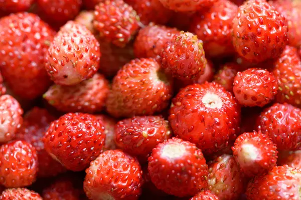 Waldbeeren — Stockfoto