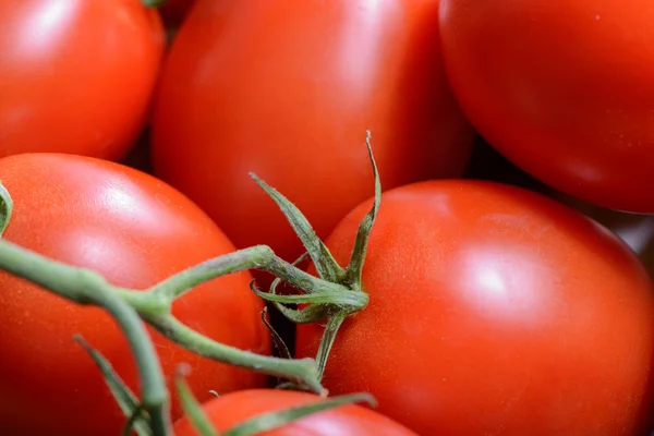 Tomates rojos maduros — Foto de Stock