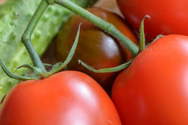 Спелые красные помидоры и огурец — стоковое фото