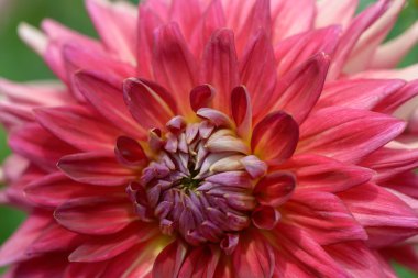 kırmızı yıldız çiçeği