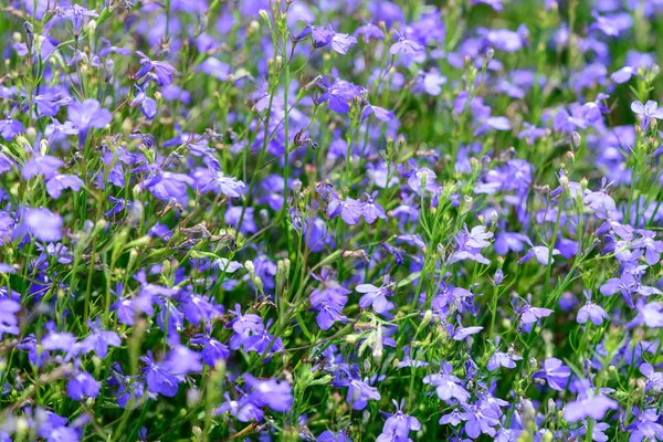 Blue summer garden flowers — Stock Photo, Image